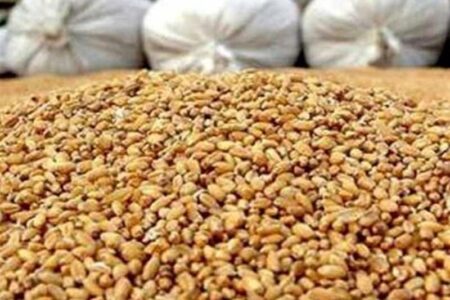 آغاز توزیع نهاده مرغداران گوشتی با قیمت مصوب/ مهلت ثبت نام تا 18 آذر