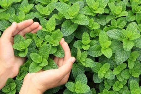 تحلیل بازار نعناع فلفلی در سال ۲۰۲۴؛ آسیایی ها بالاترین ارزش دلاری را به فروش رساندند