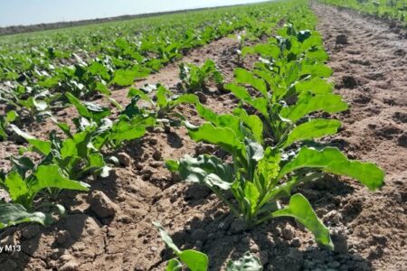 تداوم خدمات‌رسانی جهاد کشاورزی هرمزگان به کشاورزان