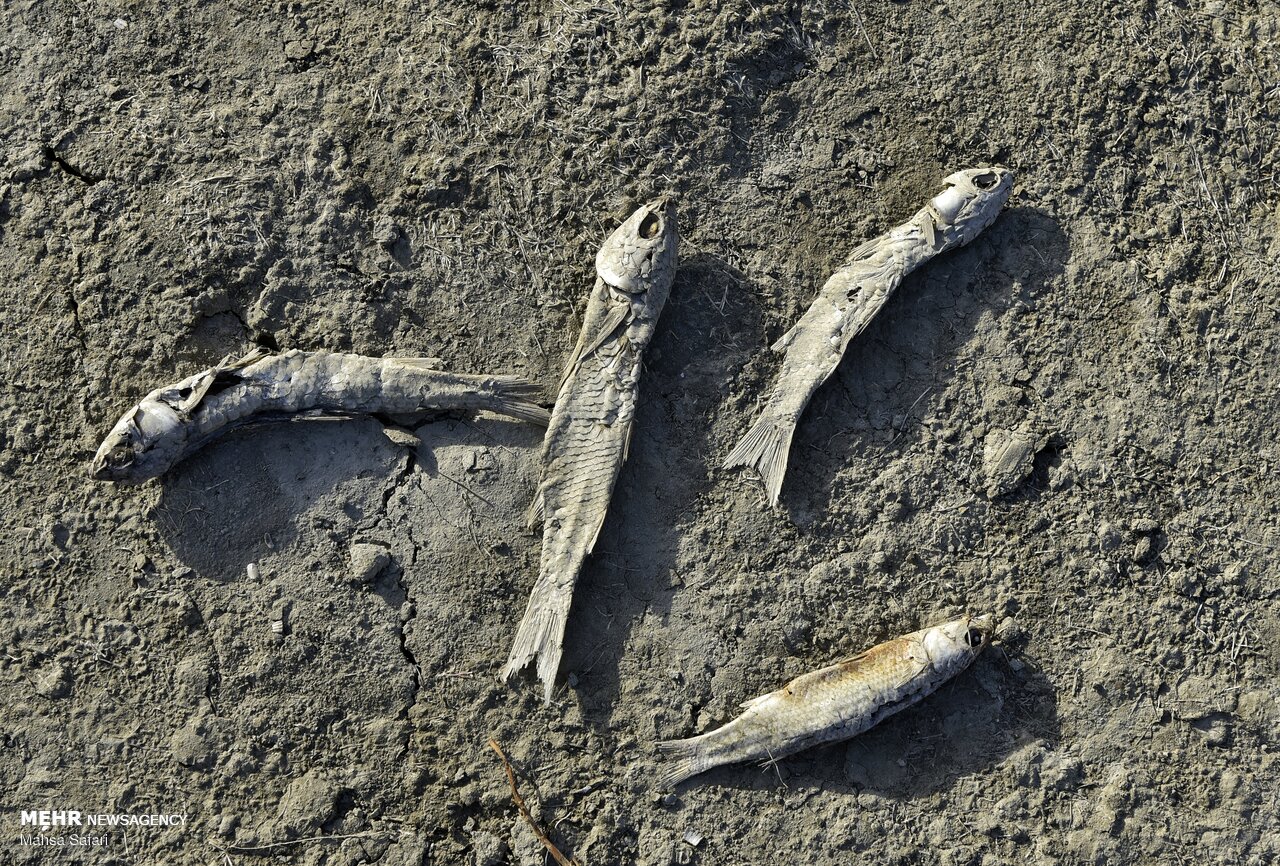 خلیج گرگان درآستانه فروپاشی اکولوژیک؛نفس‌خلیج ایرانی خزربه شماره افتاد