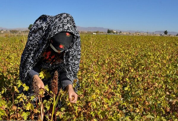 راز پنبه قهوه‌ای خوسف؛ میراث ۵۰۰ ساله در دور باطل نخ ریسی گرفتار شد