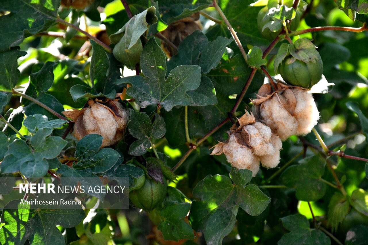 راز پنبه قهوه‌ای خوسف؛ میراث ۵۰۰ ساله در دور باطل نخ ریسی گرفتار شد