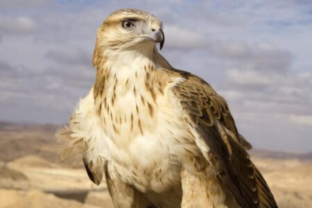 رهاسازی سارگپه درمان‌ شده در دره‌ هایقر فیروزآباد