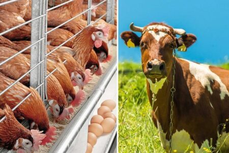 مشکلات تامین ارز نهاده‌های دامی توسط سران قوا رفع شد