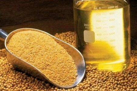 پیش بینی تولید 400 هزار تن دانه‌های روغنی