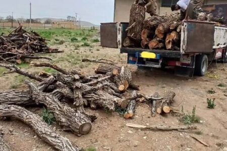 کشف ۱۰ تن چوب جنگلی قاچاق در دهگلان