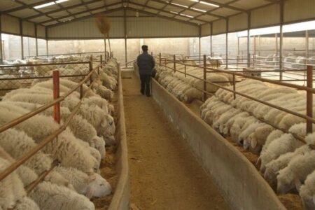 ۴.۸ میلیون تن کالای اساسی آماده ترخیص در بنادر کشور