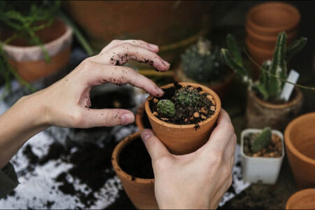 باغبانی، خطر درد زانو و آرتروز را کاهش می‌دهد