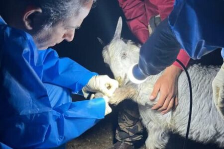 بیماری‌یابی دام در مناطق عشایرنشین «بن‌بید» دشتی انجام شد