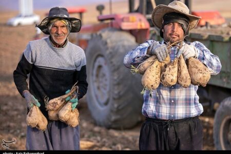 هسته‌ای در کشاورزی ــ 71  |اصلاح چغندرقند برای قنددهی بیشتر